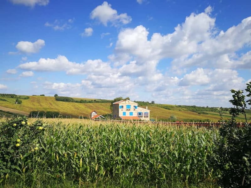 From Belgrade: Novi Sad & Fruska gora & winery and monastery - Why This Route Feels Like a Real Serbia Day Trip