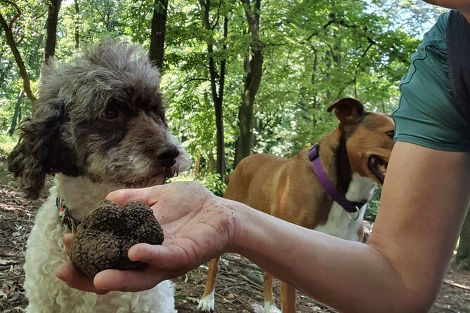 Private Guided Truffle Hunting Tour in Serbia with Lunch - Key Things You’ll Remember About This Truffle Hunt
