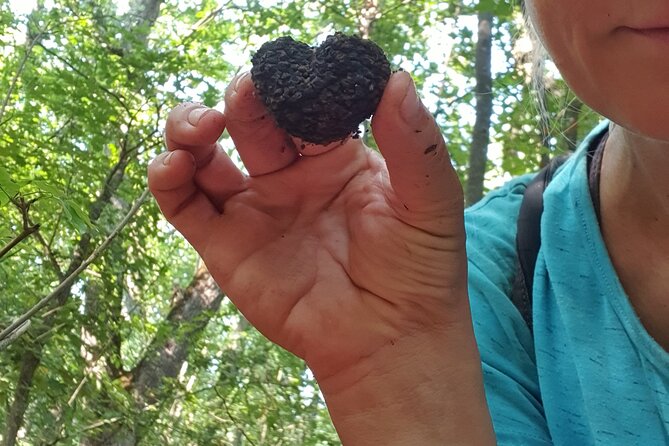 Private Guided Truffle Hunting Tour in Serbia with Lunch - Finding Your Own Truffle: What to Expect When You Dig