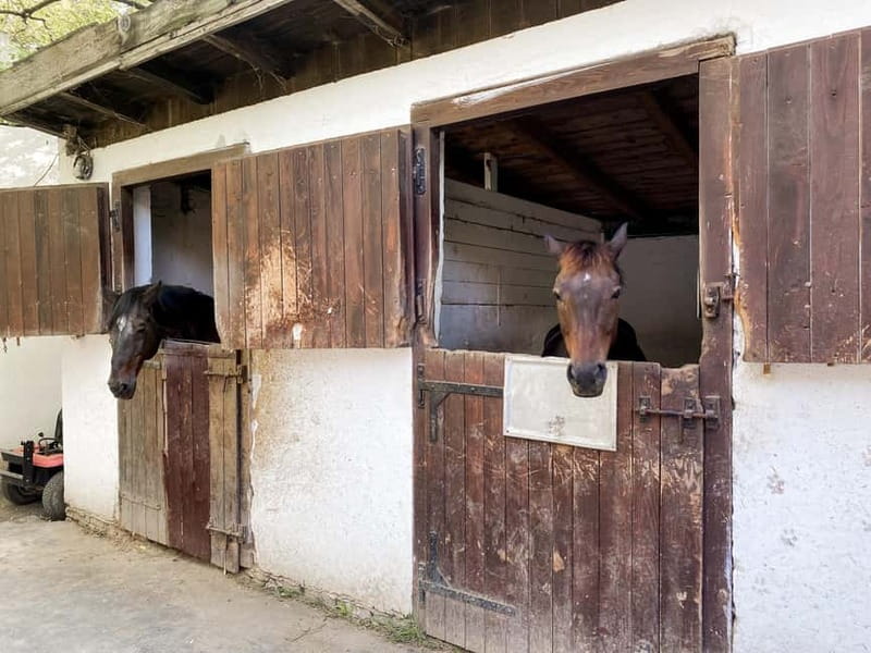 Private Novi Sad, Sremski Karlovci & Farmer's House - Who this tour suits, and what to watch for